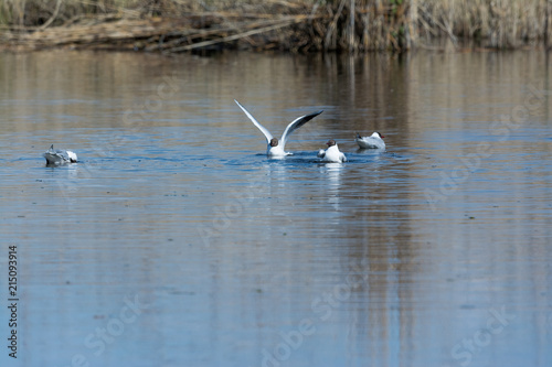 Lachmöwe