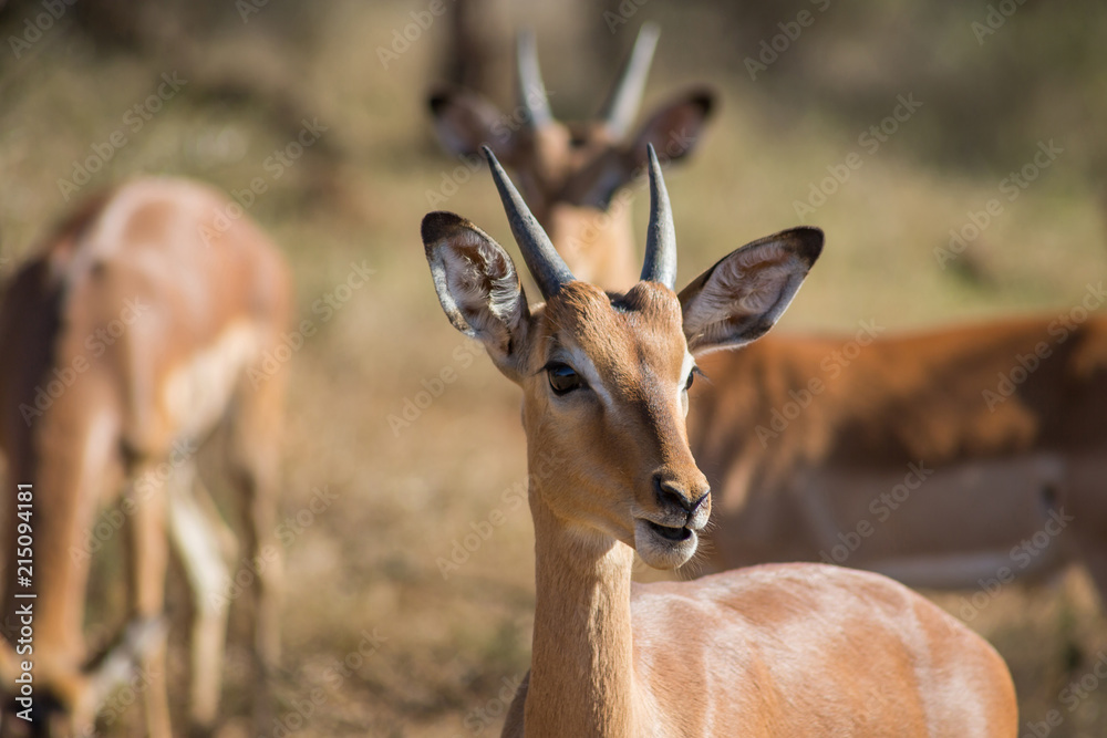 Young, curious impala amongst group of others