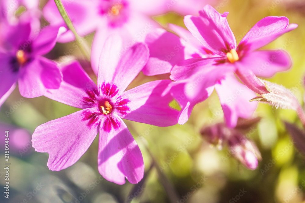Spring lila Phlox flowers on blurred macro background. Spring or Spring lila Phlox flowers on blurred macro background. Spring or