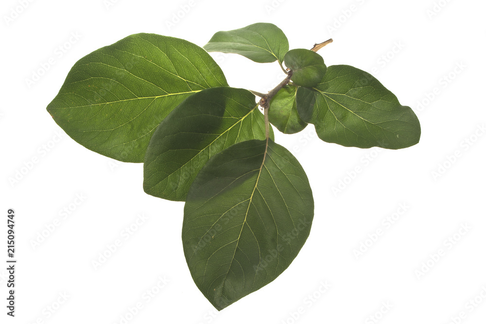 tree leaves isolated on white background tree leaves isolated on white background