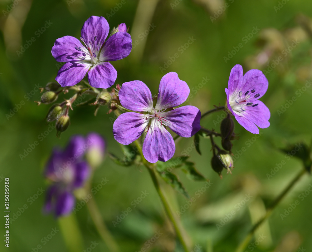 Wald-Storchschnabel; Geranium sylvaticum; Bluete Nahansicht;