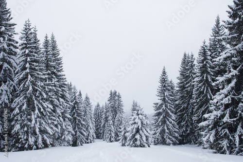 winterlicher Wald