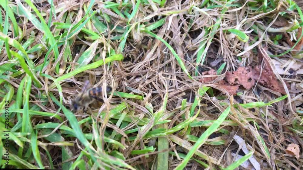 a bee is walking on grass looking for or seeking a bee is walking on grass looking for or seeking