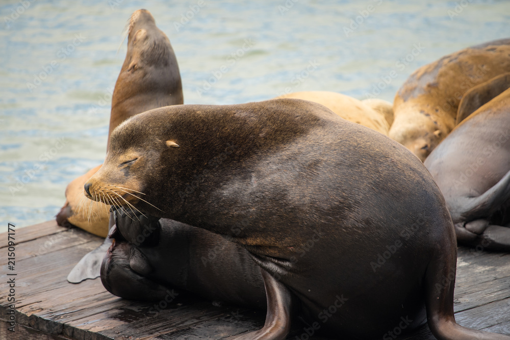 Fototapeta premium Sea Lion