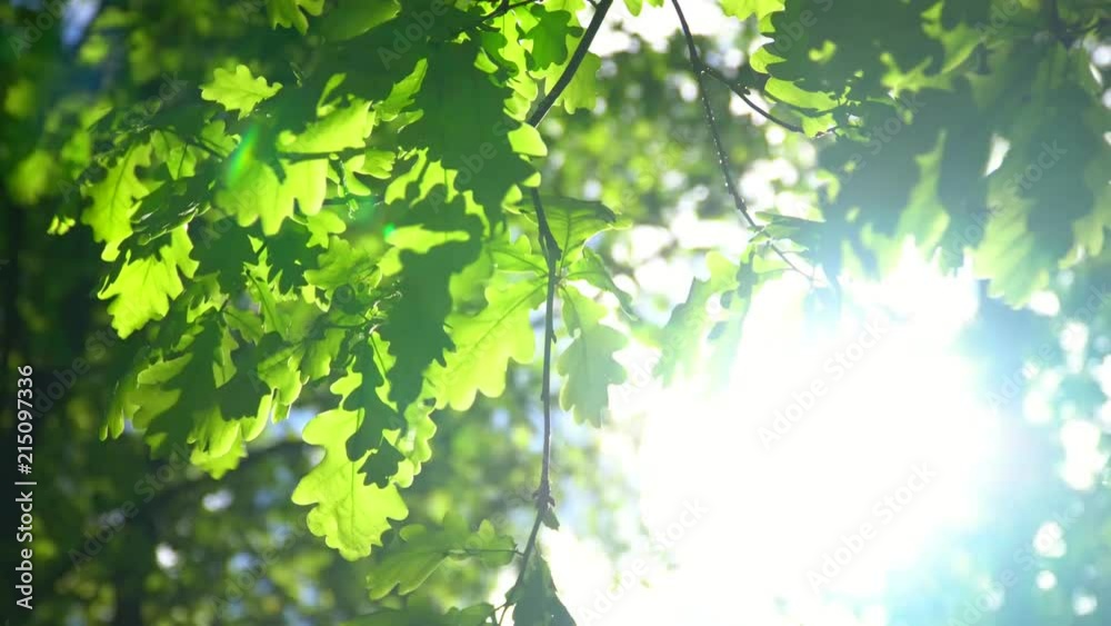 Big trees with oak leaves with natural sunlight and wind. Big trees with oak leaves with natural sunlight and wind.