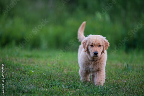 Golden Retriever Puppy Crossing the Lawn