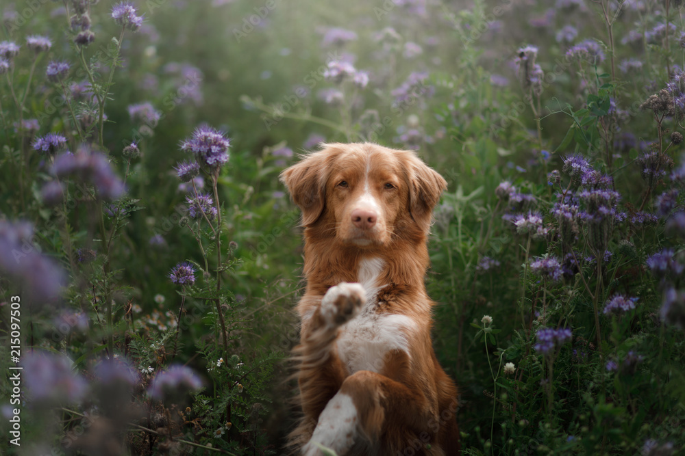 A dog in lilac flowers. Pet in nature, in the field. Nova Scotia Duck Tolling Retriever