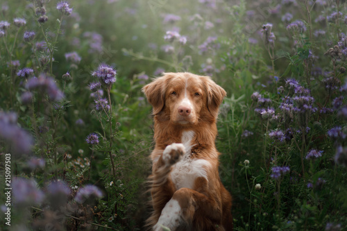 A dog in lilac flowers. Pet in nature, in the field. Nova Scotia Duck Tolling Retriever