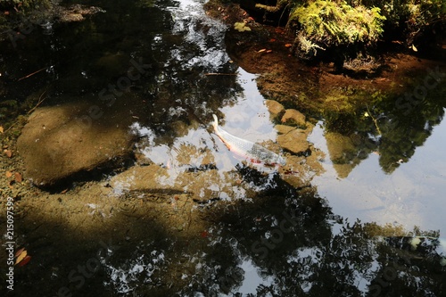 Fototapeta Naklejka Na Ścianę i Meble -  空や木々が映った水の中で泳ぐ鯉達
