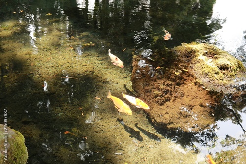 空や木々が映る水の中で泳ぐ鯉達