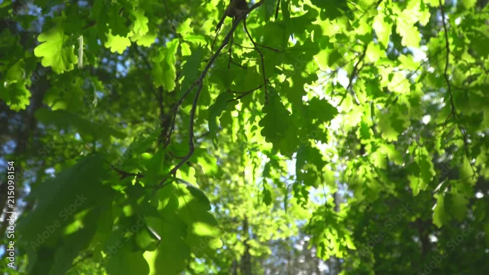 Big trees with oak leaves with natural sunlight and wind. Big trees with oak leaves with natural sunlight and wind.
