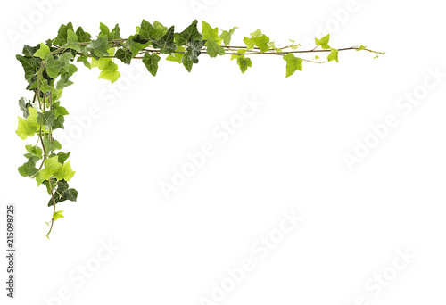 Fototapeta Frame of ivy -Fresh ivy leaves isolated on white background, clipping path inclu