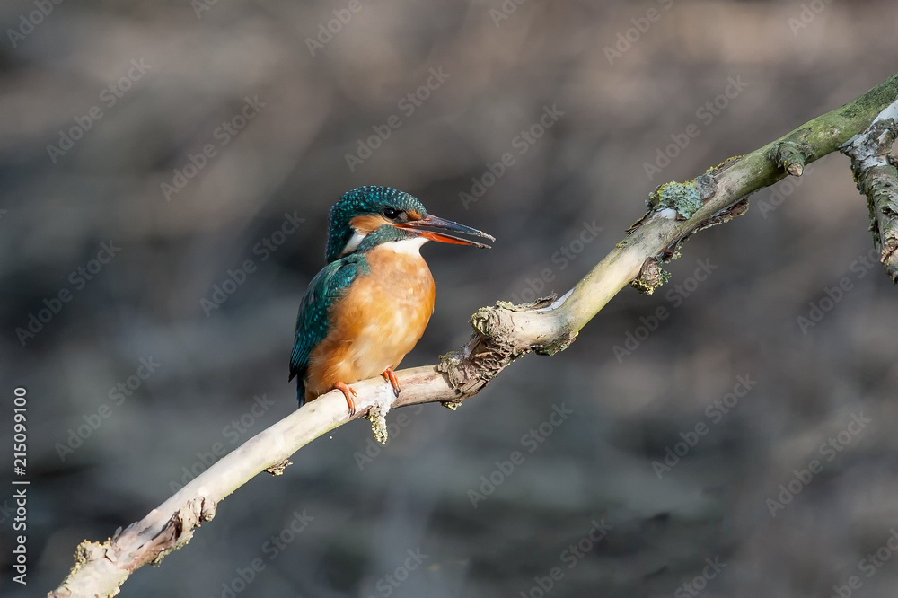 Fototapeta premium Eisvogel
