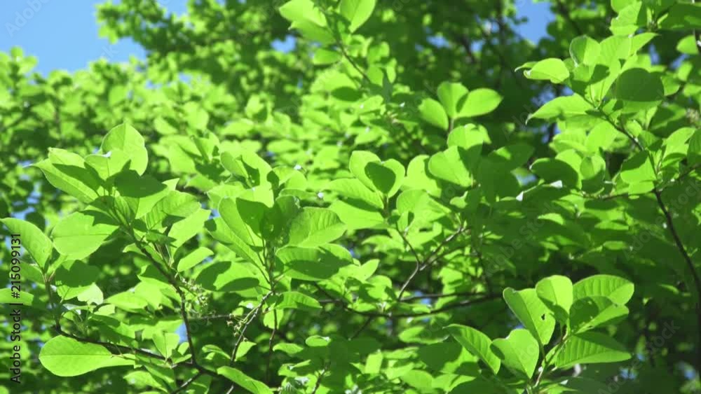 Tree with green leaves with natural sunlight and wind. Tree with green leaves with natural sunlight and wind.