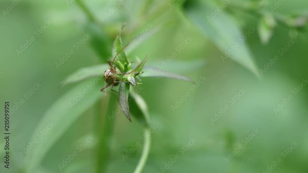 insecte