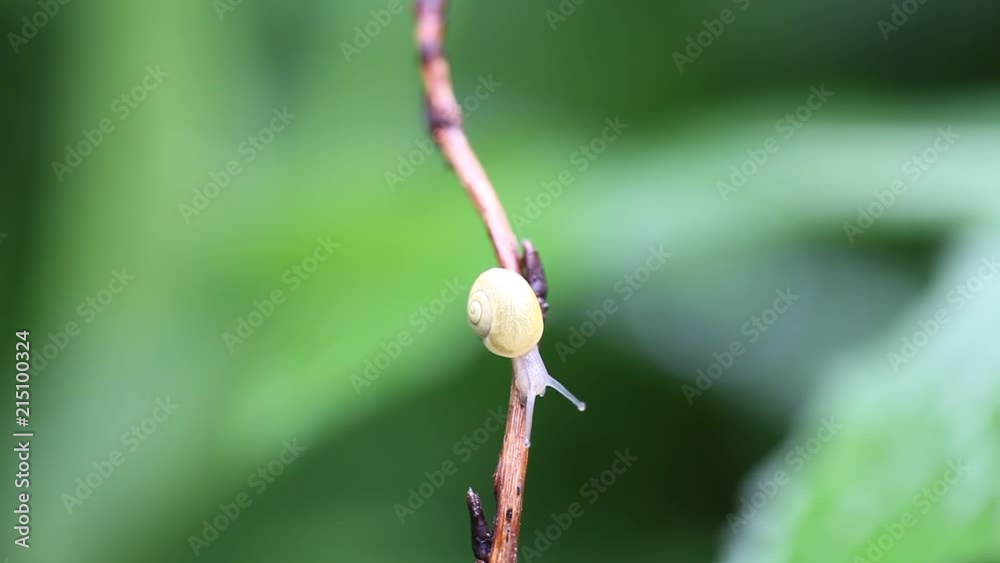 escargot