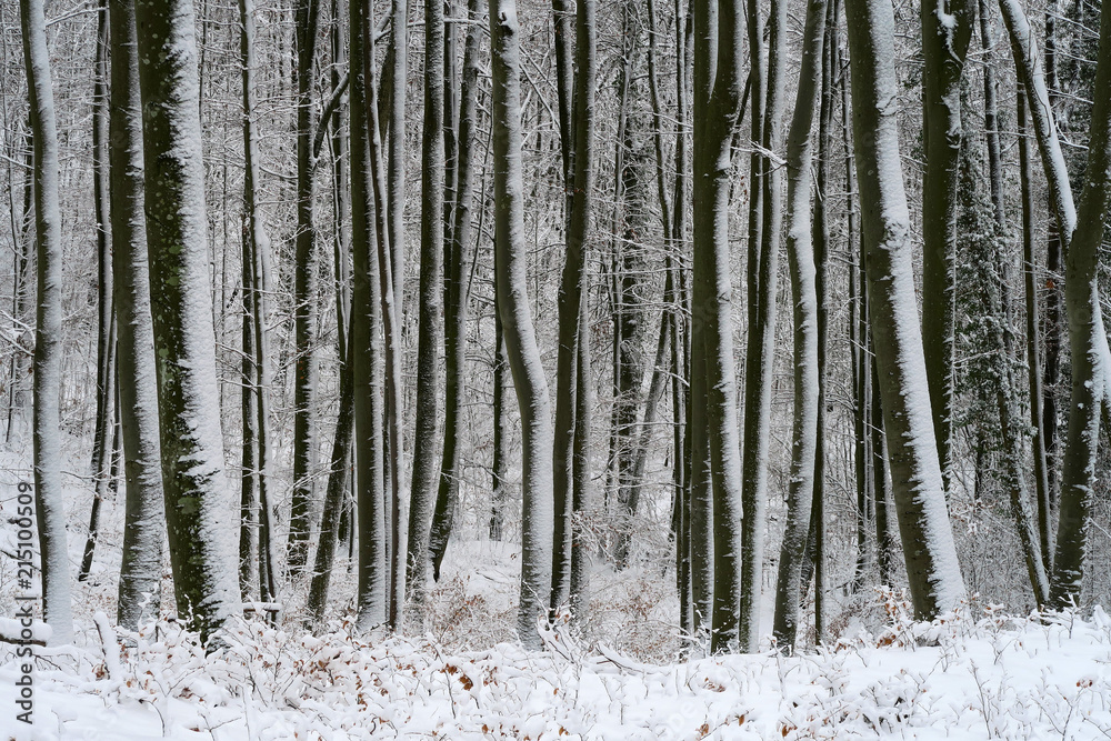 Fototapeta premium Winterwald