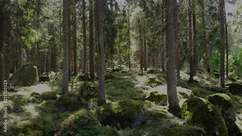 Drone footage of an old forest in Smaland,  Sweden 