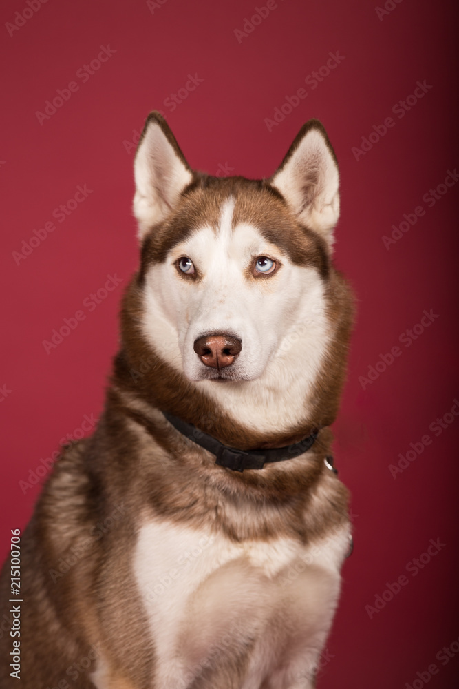 retrato perro de raza husky fondo rojo siberia