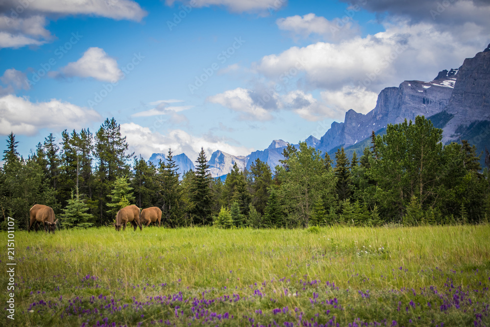 Elk Grazing Mountain Background