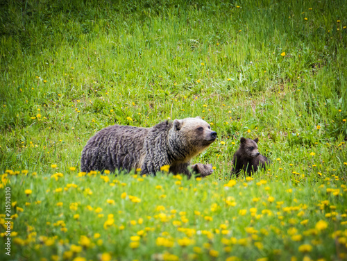 Grizzly Bear Family