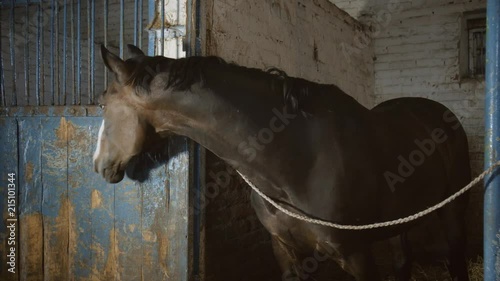 Horse in the stable. photo