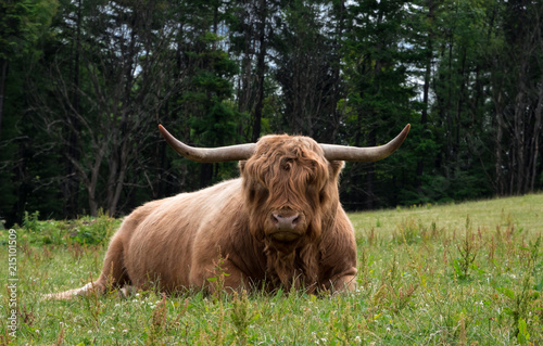 Highland Cattle on the Field Scotland UK