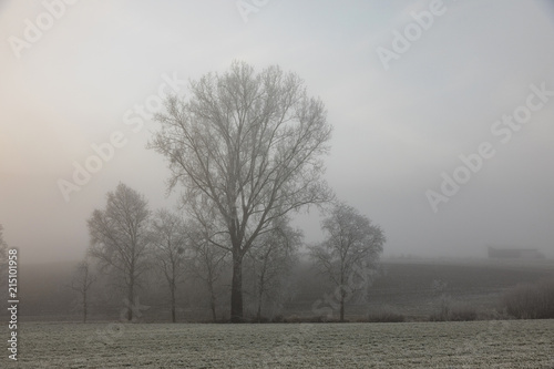 Trees with hoarfrost in the fog at sunrise in central Switzerland near Lucerne
