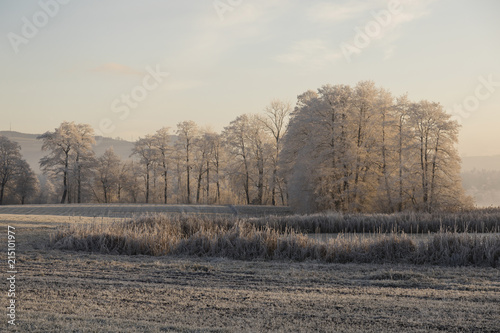 Trees with hoarfrost in the fog at sunrise in central Switzerland near Lucerne