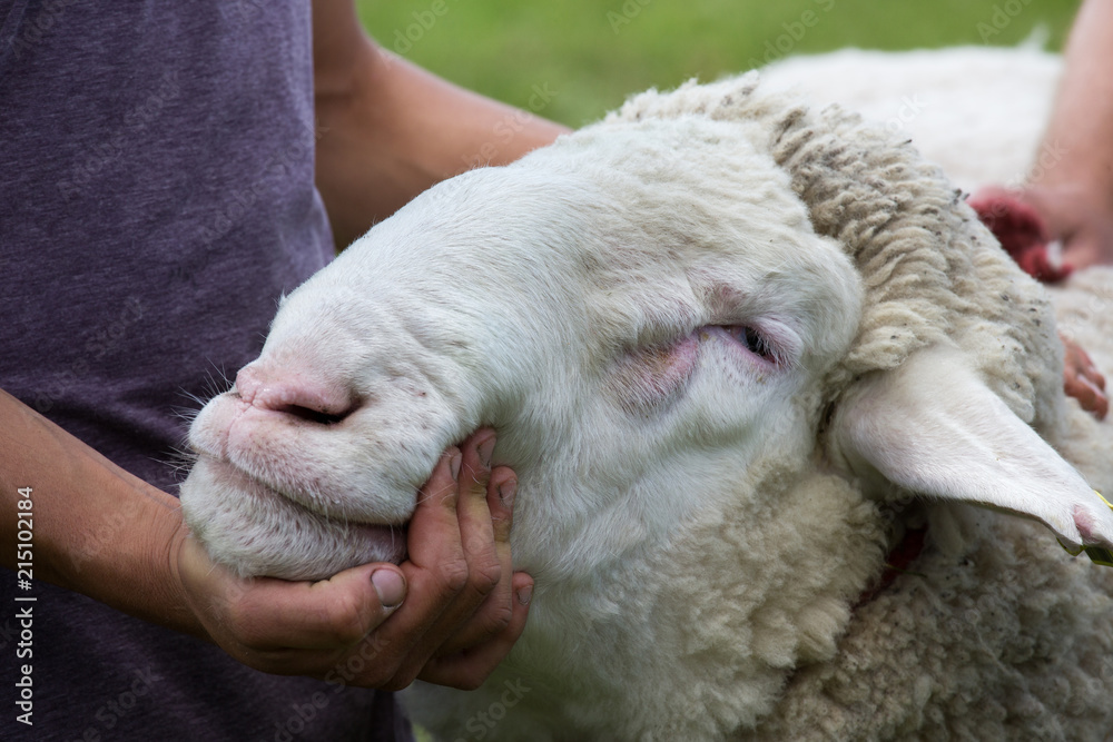 Naklejka premium Sheep exhibition in spring time