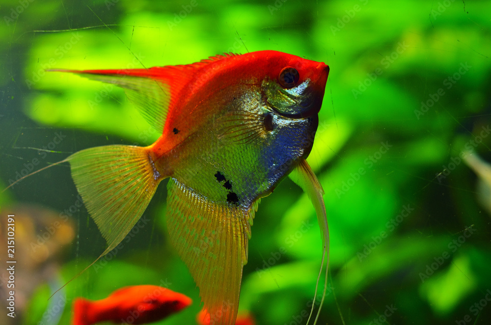 Flat, beautiful silver fish with a long fin Flat, beautiful silver fish with a long fin