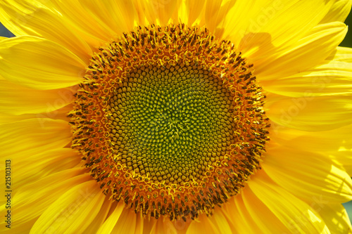 Fibonacci Sunflower 