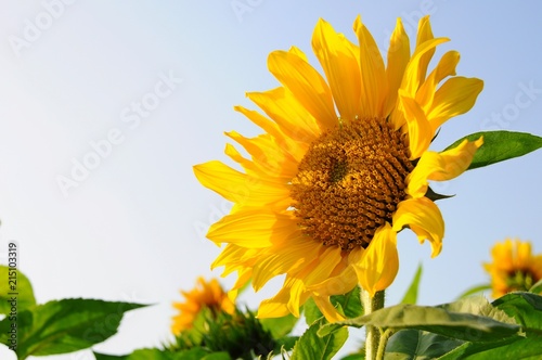 Closeup of Sunflowers in a farm field in Taiwan