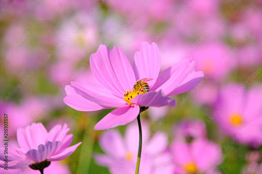 Closeup of cosmos flowers in a field on a sunny day in Taiwan Closeup of cosmos flowers in a field on a sunny day in Taiwan