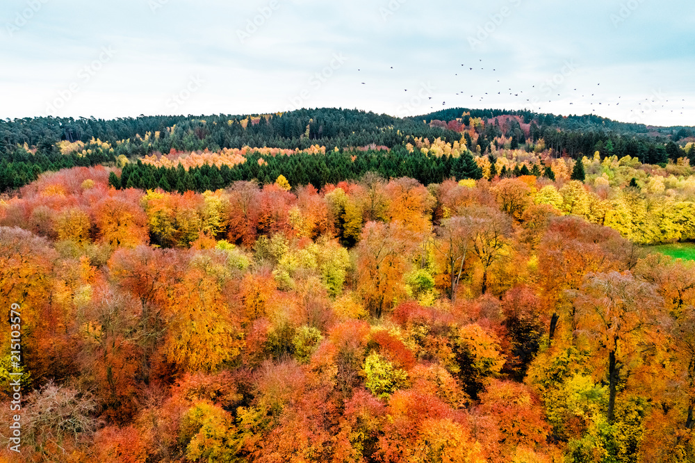 Forest trees in autumn with colorful leafs as aerial view and template
