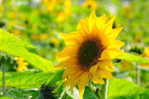 Closeup of Sunflowers in a farm field in Taiwan photo