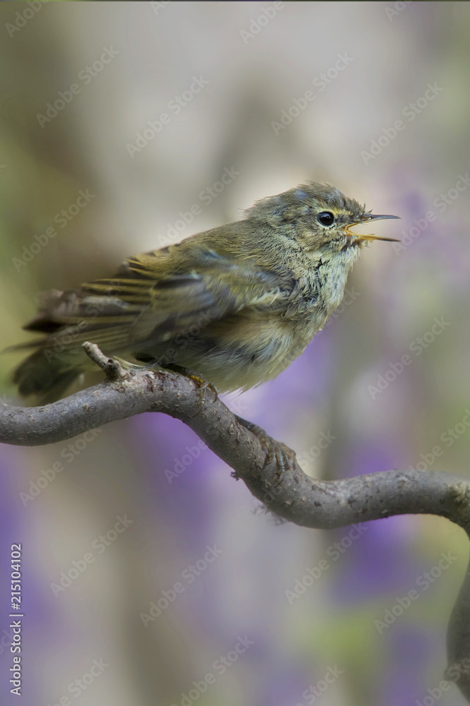 Zilpzalp oder Weidenlaubsänger (Phylloscopus collybita) singt auf Ast Zilpzalp oder Weidenlaubsänger (Phylloscopus collybita) singt auf Ast