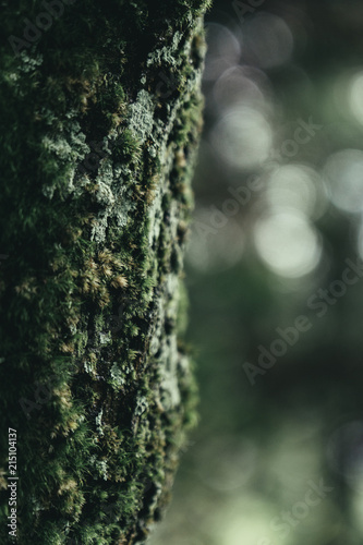 杉の木・苔