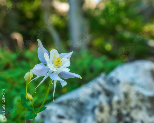 Mountain Columbine