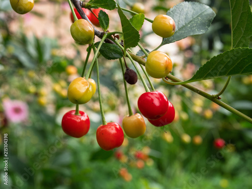 Cherry tree branch. fresh ripe cherries. Sweet cherries