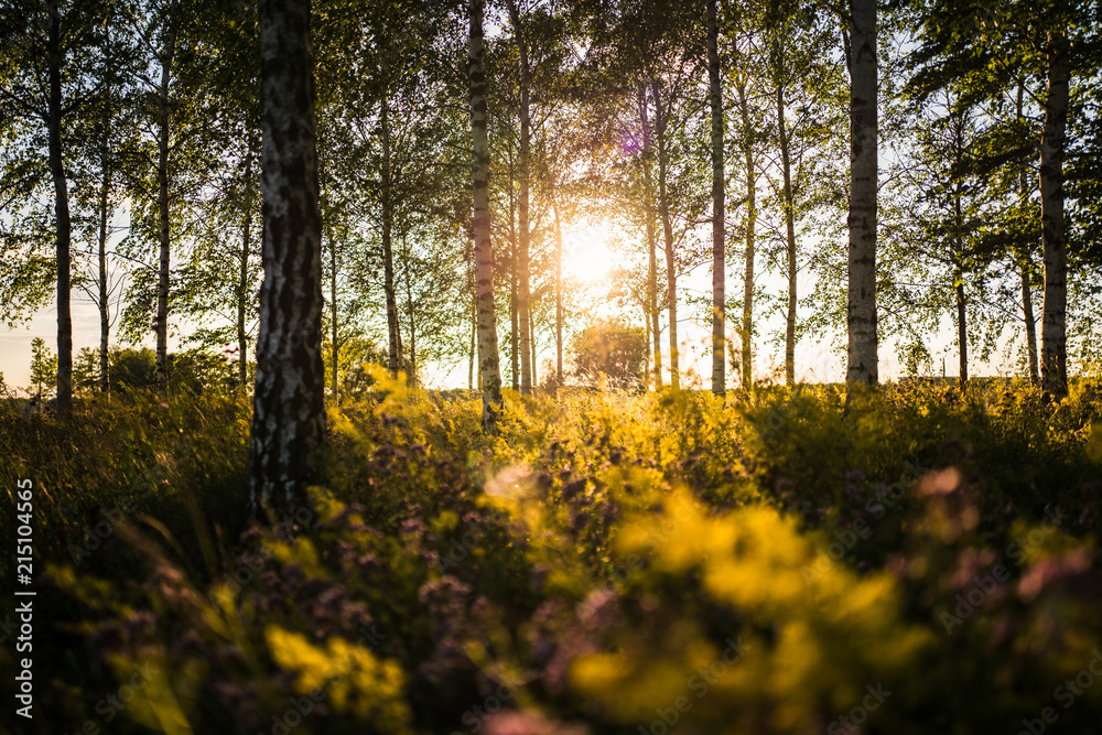 Obraz premium Abendlicht im Lärchenwald