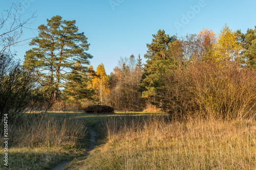 Weg in einem Mischwald im Herbst im Augsburger Siebentischwald, Bayern, Deutschland