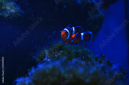 The clown fishes float among the stones