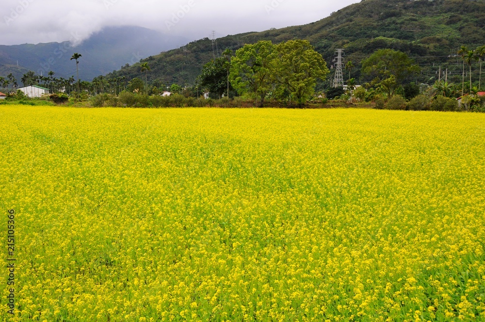 Yellow rapeseed flower fields on a sunny day in Winter in Hualien, Taiwan