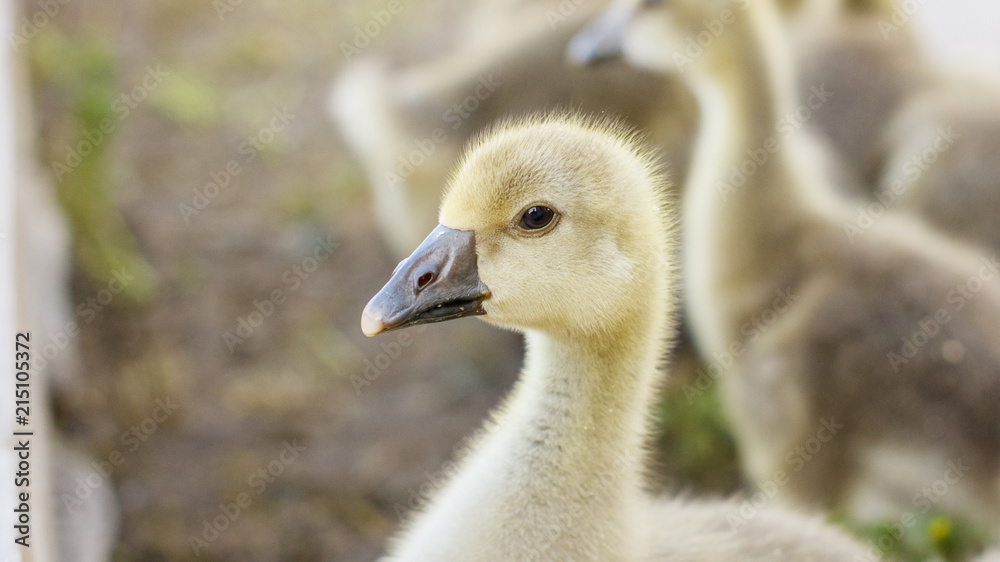 small goslings on a cattle-breeding farm in the village small goslings on a cattle-breeding farm in the village