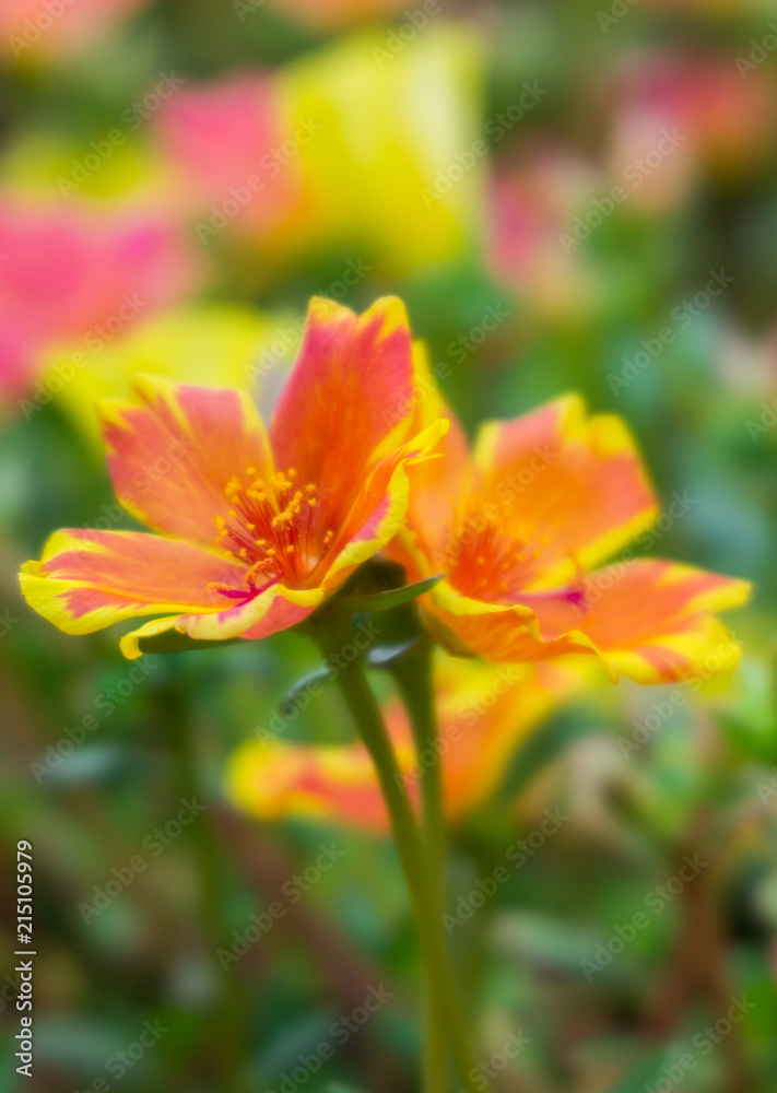 Beautiful colorful Purslane flower in the garden