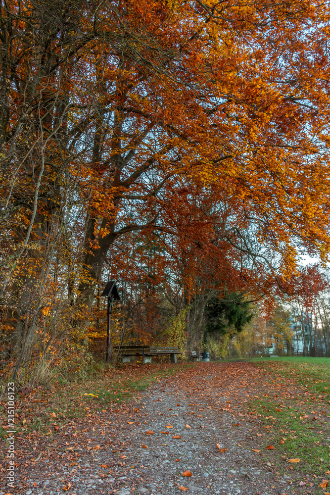 Stadtwald Siebentischwald im Herbst in Augsburg, Schwaben, Bayern, Deutschland 