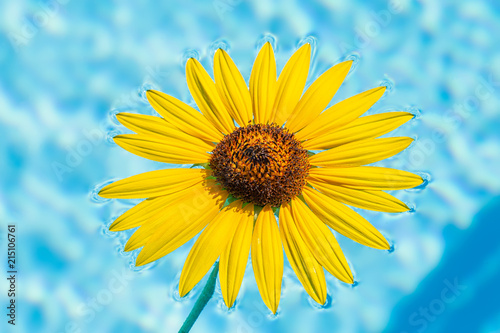 Yellow Sunflower swimming on water