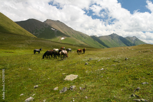 Herd of horses in the mountain meadows of Arkhyz.