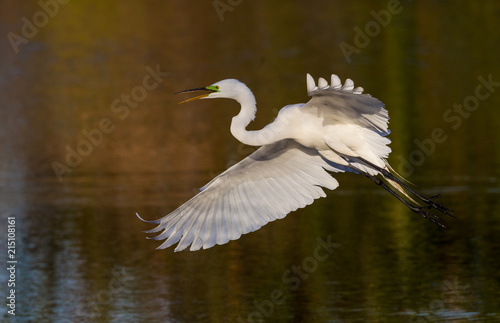 Great white egret in golden light.CR2 © Jo